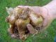Bulb Planting