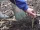 Flass Vale Tree Planting