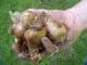 Bulb Planting in Gilesgate